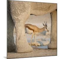 Springbok and elephant at Nebrowni Waterhole, Etosha NP, Namibia.-Wendy Kaveney-Mounted Photographic Print