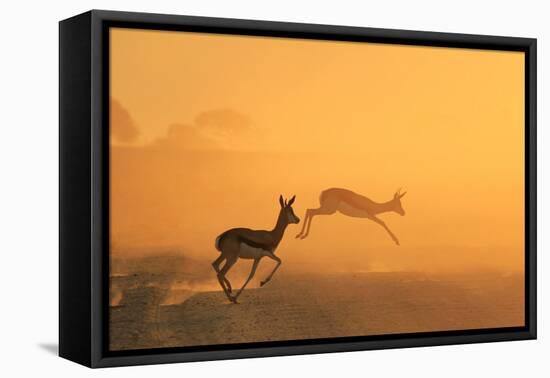 Springbok and Golden Sunset Background - Wildlife from the Free and Wild in Africa-Naturally Africa-Framed Stretched Canvas