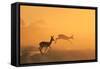 Springbok and Golden Sunset Background - Wildlife from the Free and Wild in Africa-Naturally Africa-Framed Stretched Canvas