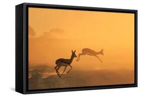 Springbok and Golden Sunset Background - Wildlife from the Free and Wild in Africa-Naturally Africa-Framed Stretched Canvas