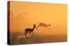 Springbok and Golden Sunset Background - Wildlife from the Free and Wild in Africa-Naturally Africa-Stretched Canvas