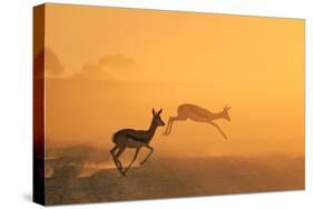Springbok and Golden Sunset Background - Wildlife from the Free and Wild in Africa-Naturally Africa-Stretched Canvas