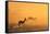 Springbok and Golden Sunset Background - Wildlife from the Free and Wild in Africa-Naturally Africa-Framed Stretched Canvas