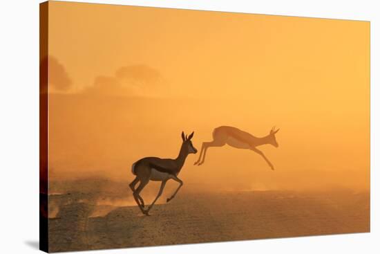 Springbok and Golden Sunset Background - Wildlife from the Free and Wild in Africa-Naturally Africa-Stretched Canvas
