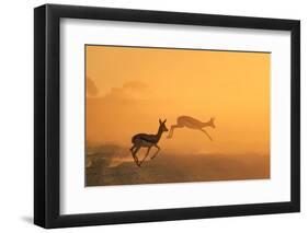 Springbok and Golden Sunset Background - Wildlife from the Free and Wild in Africa-Naturally Africa-Framed Premium Photographic Print