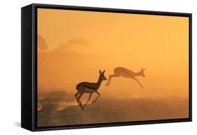 Springbok and Golden Sunset Background - Wildlife from the Free and Wild in Africa-Naturally Africa-Framed Stretched Canvas