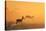 Springbok and Golden Sunset Background - Wildlife from the Free and Wild in Africa-Naturally Africa-Stretched Canvas