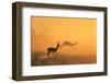 Springbok and Golden Sunset Background - Wildlife from the Free and Wild in Africa-Naturally Africa-Framed Photographic Print