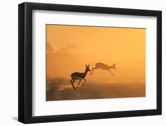 Springbok and Golden Sunset Background - Wildlife from the Free and Wild in Africa-Naturally Africa-Framed Photographic Print