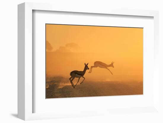 Springbok and Golden Sunset Background - Wildlife from the Free and Wild in Africa-Naturally Africa-Framed Photographic Print