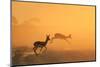 Springbok and Golden Sunset Background - Wildlife from the Free and Wild in Africa-Naturally Africa-Mounted Photographic Print