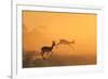 Springbok and Golden Sunset Background - Wildlife from the Free and Wild in Africa-Naturally Africa-Framed Photographic Print