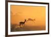 Springbok and Golden Sunset Background - Wildlife from the Free and Wild in Africa-Naturally Africa-Framed Photographic Print