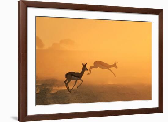 Springbok and Golden Sunset Background - Wildlife from the Free and Wild in Africa-Naturally Africa-Framed Photographic Print