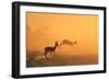 Springbok and Golden Sunset Background - Wildlife from the Free and Wild in Africa-Naturally Africa-Framed Photographic Print