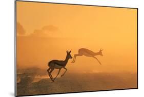 Springbok and Golden Sunset Background - Wildlife from the Free and Wild in Africa-Naturally Africa-Mounted Photographic Print