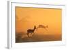 Springbok and Golden Sunset Background - Wildlife from the Free and Wild in Africa-Naturally Africa-Framed Photographic Print