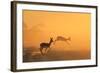 Springbok and Golden Sunset Background - Wildlife from the Free and Wild in Africa-Naturally Africa-Framed Photographic Print