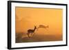 Springbok and Golden Sunset Background - Wildlife from the Free and Wild in Africa-Naturally Africa-Framed Photographic Print