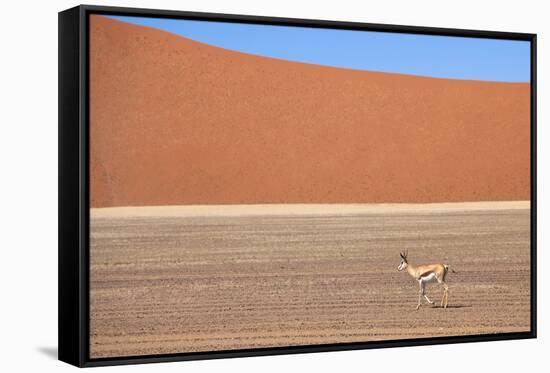 Springbok and Orange Sand Dune in the Ancient Namib Desert Near Sesriem-Lee Frost-Framed Stretched Canvas