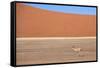 Springbok and Orange Sand Dune in the Ancient Namib Desert Near Sesriem-Lee Frost-Framed Stretched Canvas