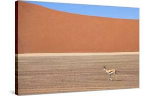 Springbok and Orange Sand Dune in the Ancient Namib Desert Near Sesriem-Lee Frost-Stretched Canvas