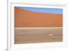 Springbok and Orange Sand Dune in the Ancient Namib Desert Near Sesriem-Lee Frost-Framed Photographic Print