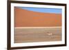 Springbok and Orange Sand Dune in the Ancient Namib Desert Near Sesriem-Lee Frost-Framed Photographic Print