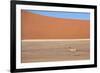 Springbok and Orange Sand Dune in the Ancient Namib Desert Near Sesriem-Lee Frost-Framed Photographic Print