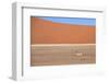 Springbok and Orange Sand Dune in the Ancient Namib Desert Near Sesriem-Lee Frost-Framed Photographic Print
