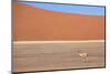 Springbok and Orange Sand Dune in the Ancient Namib Desert Near Sesriem-Lee Frost-Mounted Photographic Print