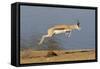 Springbok (Antidorcas marsupialis) adult, leaping beside waterhole, Etosha , Kunene-Shem Compion-Framed Stretched Canvas