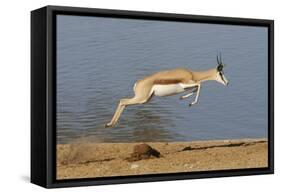 Springbok (Antidorcas marsupialis) adult, leaping beside waterhole, Etosha , Kunene-Shem Compion-Framed Stretched Canvas