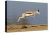 Springbok (Antidorcas marsupialis) adult, leaping beside waterhole, Etosha , Kunene-Shem Compion-Stretched Canvas