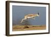 Springbok (Antidorcas marsupialis) adult, leaping beside waterhole, Etosha , Kunene-Shem Compion-Framed Photographic Print