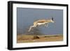 Springbok (Antidorcas marsupialis) adult, leaping beside waterhole, Etosha , Kunene-Shem Compion-Framed Photographic Print