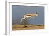 Springbok (Antidorcas marsupialis) adult, leaping beside waterhole, Etosha , Kunene-Shem Compion-Framed Photographic Print