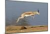 Springbok (Antidorcas marsupialis) adult, leaping beside waterhole, Etosha , Kunene-Shem Compion-Mounted Photographic Print