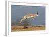 Springbok (Antidorcas marsupialis) adult, leaping beside waterhole, Etosha , Kunene-Shem Compion-Framed Photographic Print