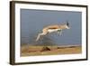 Springbok (Antidorcas marsupialis) adult, leaping beside waterhole, Etosha , Kunene-Shem Compion-Framed Photographic Print