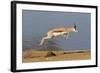 Springbok (Antidorcas marsupialis) adult, leaping beside waterhole, Etosha , Kunene-Shem Compion-Framed Photographic Print