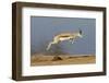 Springbok (Antidorcas marsupialis) adult, leaping beside waterhole, Etosha , Kunene-Shem Compion-Framed Photographic Print