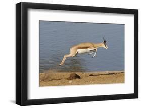 Springbok (Antidorcas marsupialis) adult, leaping beside waterhole, Etosha , Kunene-Shem Compion-Framed Photographic Print