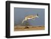 Springbok (Antidorcas marsupialis) adult, leaping beside waterhole, Etosha , Kunene-Shem Compion-Framed Photographic Print