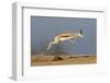 Springbok (Antidorcas marsupialis) adult, leaping beside waterhole, Etosha , Kunene-Shem Compion-Framed Photographic Print