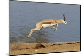 Springbok (Antidorcas marsupialis) adult, leaping beside waterhole, Etosha , Kunene-Shem Compion-Mounted Photographic Print