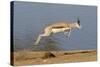 Springbok (Antidorcas marsupialis) adult, leaping beside waterhole, Etosha , Kunene-Shem Compion-Stretched Canvas