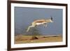 Springbok (Antidorcas marsupialis) adult, leaping beside waterhole, Etosha , Kunene-Shem Compion-Framed Photographic Print