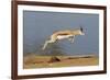 Springbok (Antidorcas marsupialis) adult, leaping beside waterhole, Etosha , Kunene-Shem Compion-Framed Photographic Print