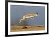 Springbok (Antidorcas marsupialis) adult, leaping beside waterhole, Etosha , Kunene-Shem Compion-Framed Photographic Print